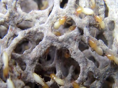 南海白蚁防治公司说白蚁会对电路造成影响