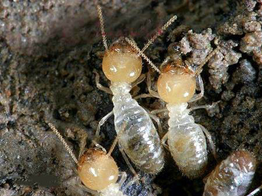 夏季白蚁大量来袭，该如何防治？