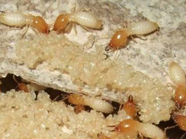 里水白蚁防治：白蚁常见的问题