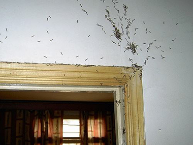 狮山预防白蚁所白蚁喜欢危害家里什么地方