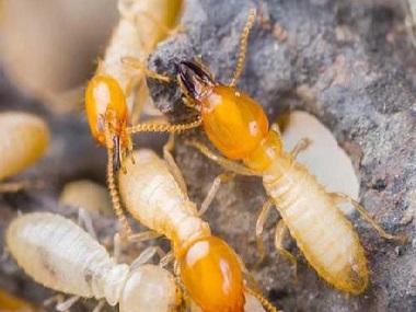 里水预防白蚁所散白蚁和家白蚁的区别