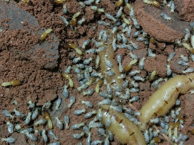 佛山白蚁防治公司预防白蚁危害应该怎么做