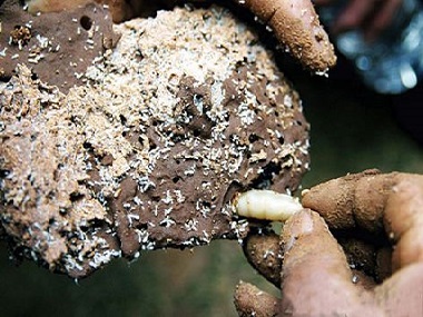 黄岐白蚁防治公司防止白蚁侵扰专业的白蚁处置方法