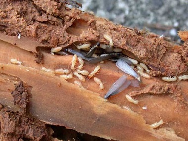 小塘白蚁防治公司白蚁的危害，以及白蚁防治方法介绍