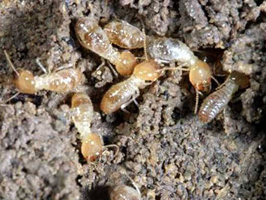 小塘灭治白蚁公司家庭白蚁防治的简单方法