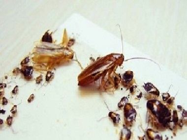 大沥虫害消杀中心蟑螂真的杀不死、灭不绝吗？