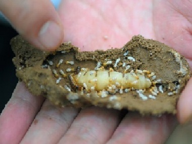南海预防白蚁公司两种常用防治白蚁的方法