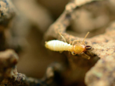 官窑验收白蚁——你知道白蚁防治的十大误区吗？