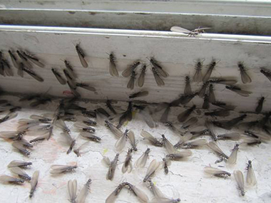 南海验收白蚁中心2022年的白蚁纷飞大约开始时间