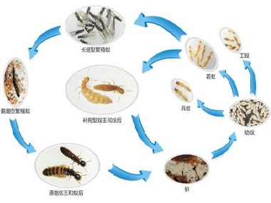 和顺上门除白蚁——教你防治白蚁之后应该怎么预防