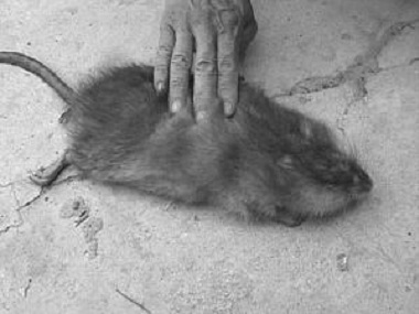 丹灶杀虫灭鼠公司灭鼠防鼠，环境防治老鼠方法的要点
