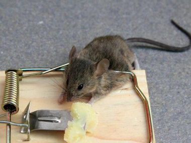 桂城杀虫灭鼠中心消灭老鼠快速有效的方法