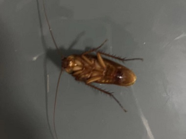 南海害虫消杀机构为什么家里的蟑螂总是灭不干净