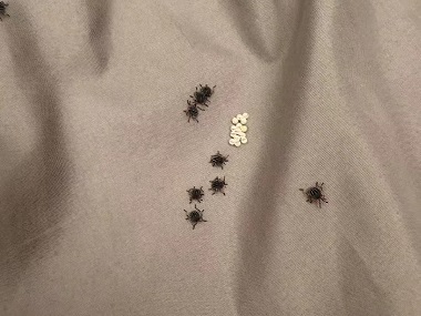 里水虫害消杀机构床垫除螨虫的有效措施
