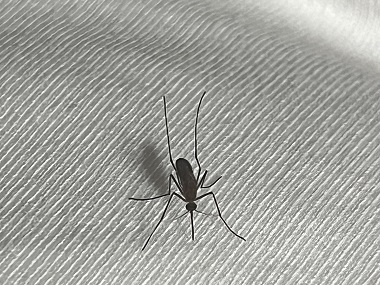 桂城除虫灭鼠公司社区蚊子大作战，你参与了吗？