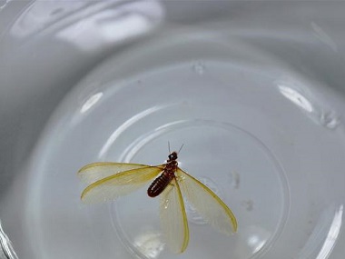 黄岐白蚁验收站家里有飞蚁（大水蚁）怎么办