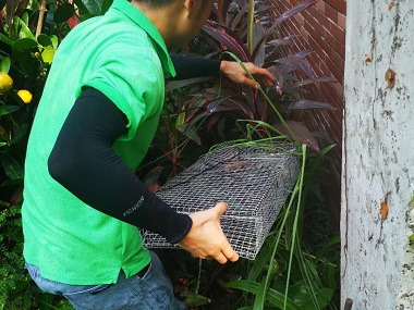 佛山有害生物消杀专家解说毒蛇与无毒蛇的区别