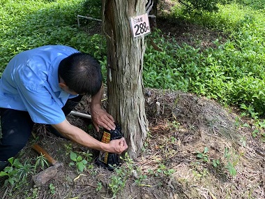 西樵预防白蚁中心防治杉木白蚁危害的方法
