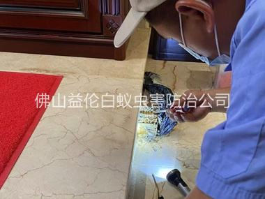 丹灶装置诱杀箱监测白蚁工程