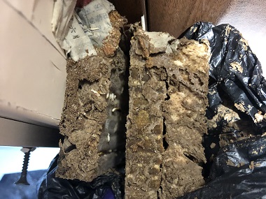 桂城灭治白蚁中心佛山常见的白蚁种类有哪几种？